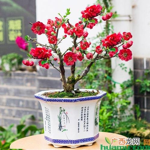 买植物花卉网站 网上买的花卉怎么种