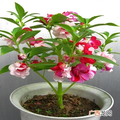 买植物花卉网站 网上买的花卉怎么种
