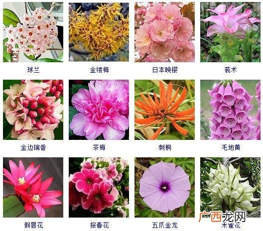 摆摊卖花卉绿植怎么样 为什么在春季卖花卉