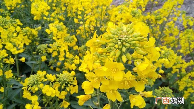 摆摊卖花卉绿植怎么样 为什么在春季卖花卉