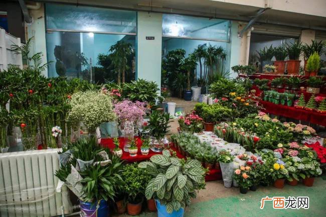 西安花卉市场批发在哪里 西安花卉盆栽批发市场在哪里