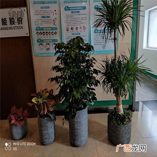 花卉租赁公司有哪些 西安花卉植物租赁