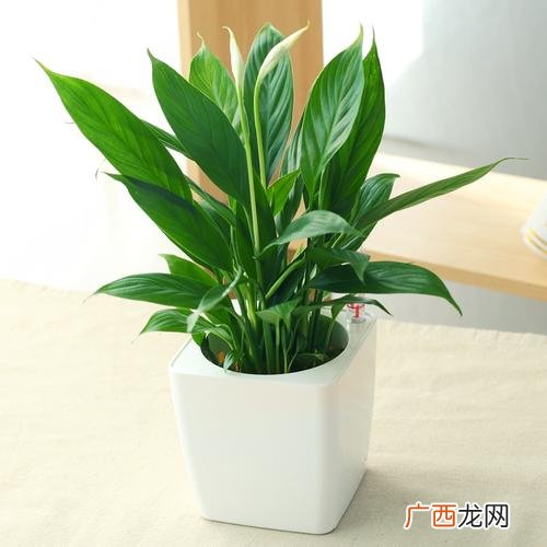 好看的盆栽花卉有哪些 喜光盆栽花卉