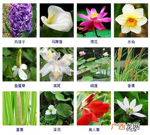 喜花草 喜水的花卉图片大全