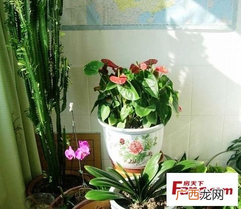 开花多的喜阴的花卉 喜阳好养的花卉