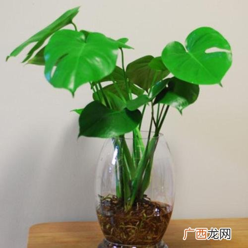 开花多的喜阴的花卉 喜阳好养的花卉