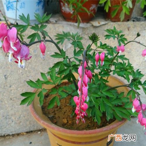多年生耐阴花卉有哪些 喜阴花卉图片大全图片大全图片大全集