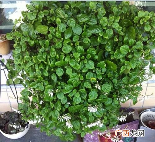 多年生耐阴花卉有哪些 喜阴花卉图片大全图片大全图片欣赏