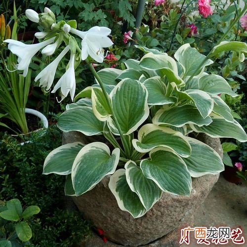 多年生耐阴花卉有哪些 喜阴花卉图片大全图片大全图片欣赏