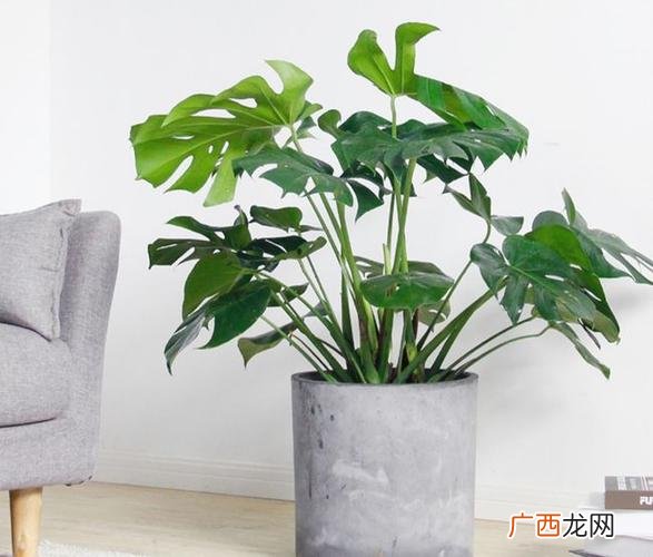 多年生耐阴花卉有哪些 喜阴花卉图片大全图片大全图片欣赏