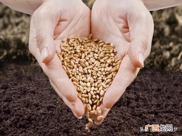 种植什么好,下半年可以种植什么农作物最方便