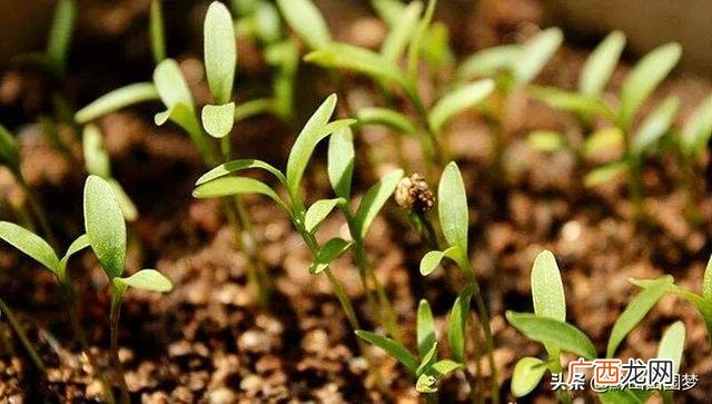 种植什么好,下半年可以种植什么农作物最方便