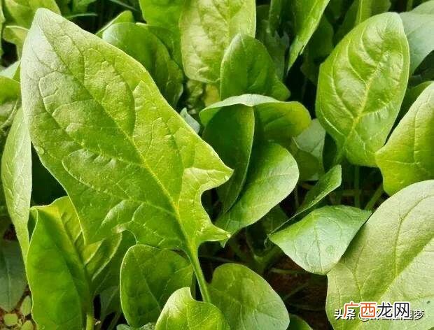 种植什么好,下半年可以种植什么农作物最方便