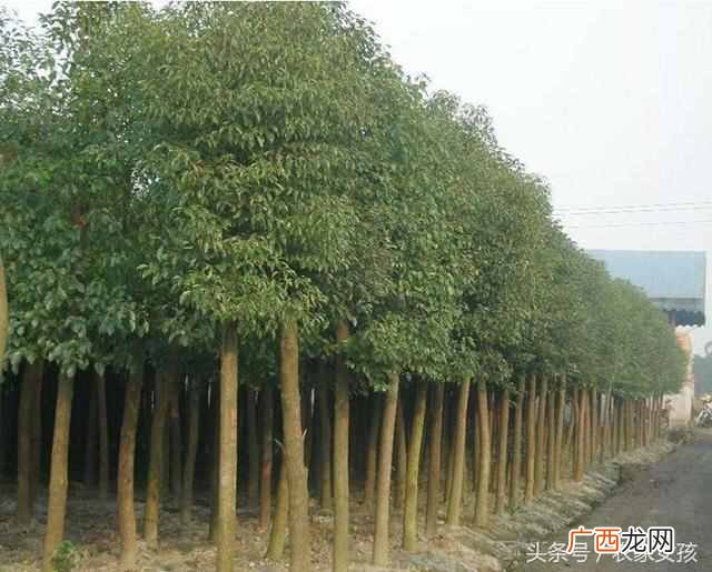 农村地里种什么好（农村地里除了种菜种什么好