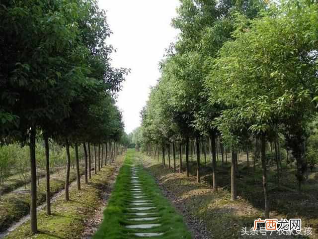农村地里种什么好（农村地里除了种菜种什么好