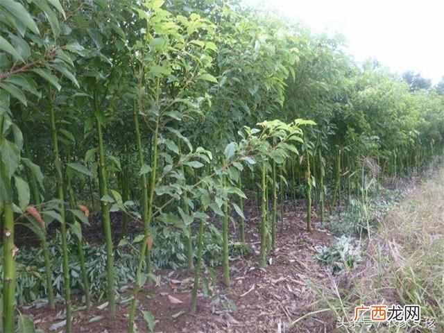 农村地里种什么好（农村地里除了种菜种什么好