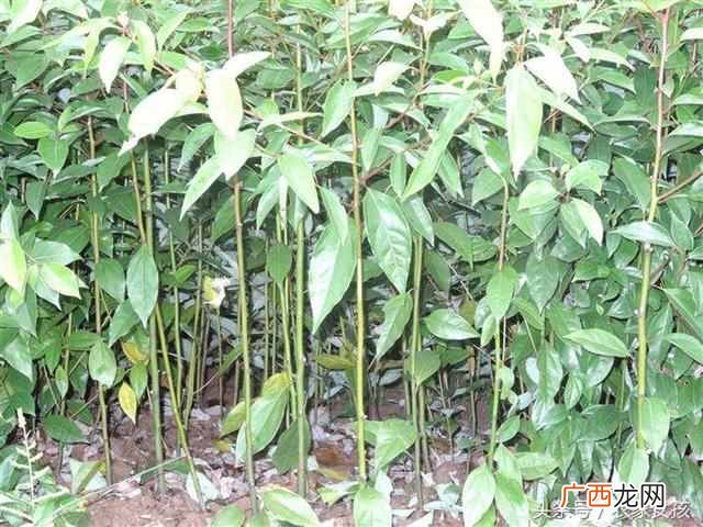 农村地里种什么好（农村地里除了种菜种什么好