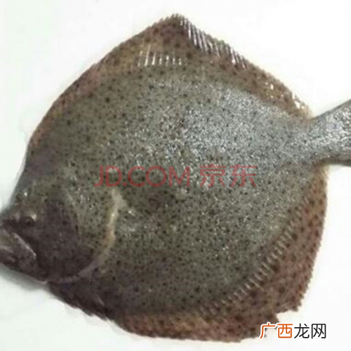 麦老师视频 水产前沿 麦老师 多宝鱼