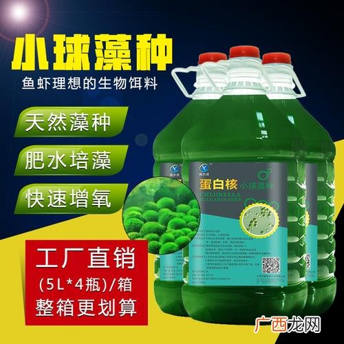 水产养殖肥水用小球藻 水产网小球藻
