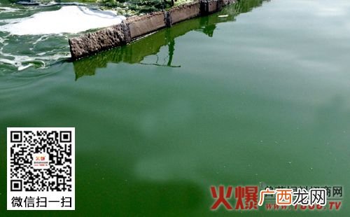 水产养殖肥水用小球藻 水产网小球藻