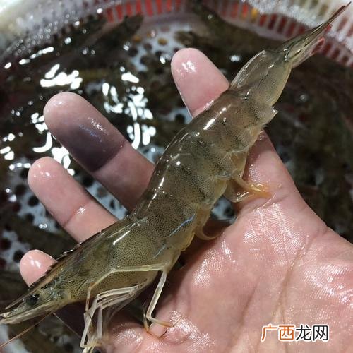好润水产药店 水产虾药店