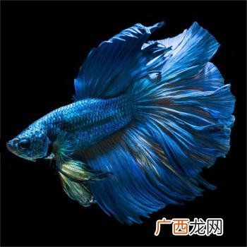 美国营销协会学术年会 水产学术年会