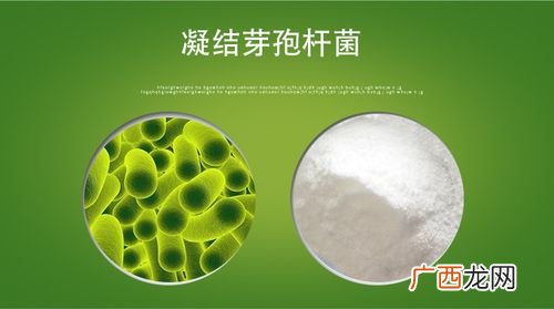 水产芽孢杆菌使用注意 水产芽孢杆菌能降碱吗