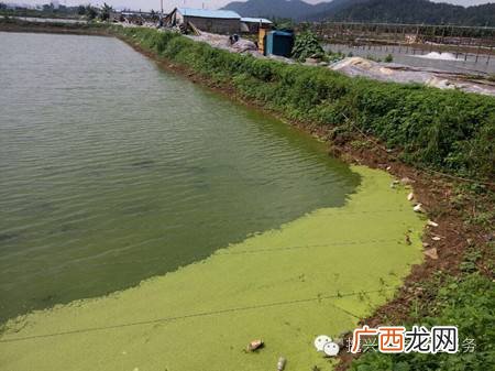硅藻图片水产养殖 水产养殖 硅藻