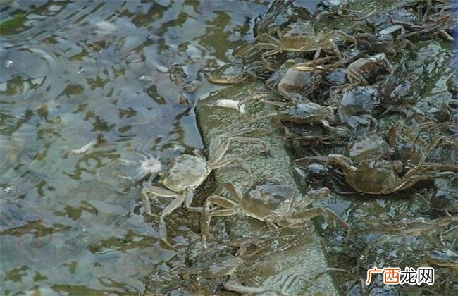 牛蛙价格最新市场价格 水产养殖价格