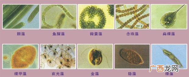 室内养殖泥鳅 水产养殖金藻