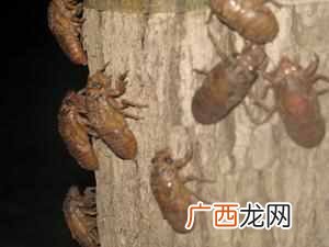 家里适合养什么赚钱（在家里有什么赚钱的途径