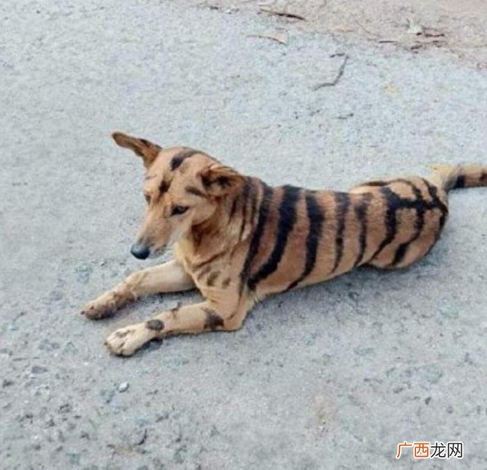 30张笑岔气儿的图片 笑趴的图片