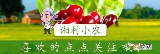 这几年投资什么好致富（农村有什么致富好项目