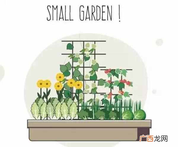 什么样的农作物种在一起比较好（哪些农作物种