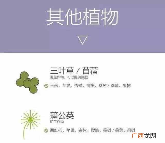 什么样的农作物种在一起比较好（哪些农作物种