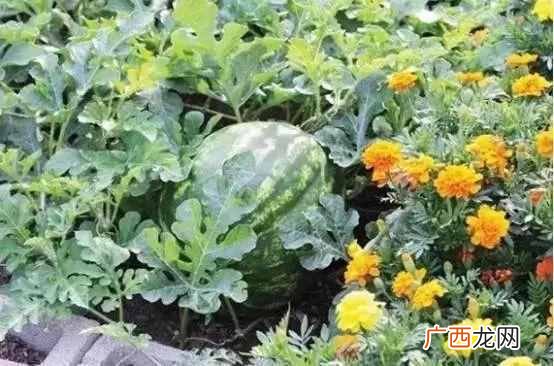 什么样的农作物种在一起比较好（哪些农作物种