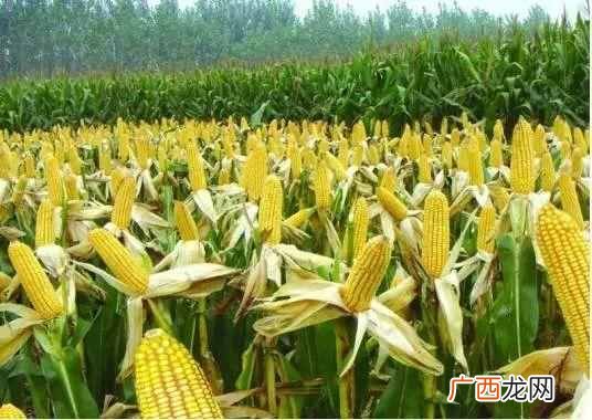 什么样的农作物种在一起比较好（哪些农作物种