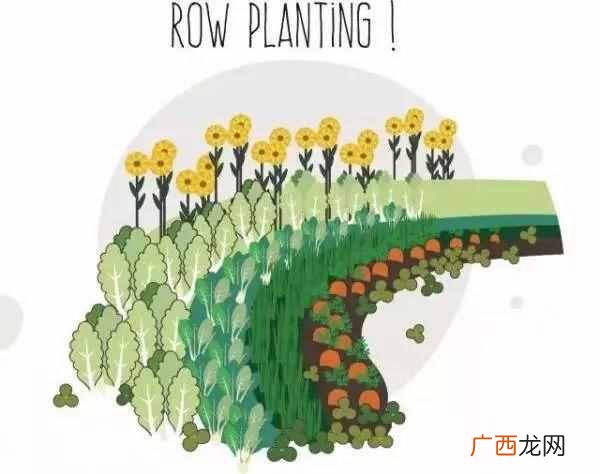 什么样的农作物种在一起比较好（哪些农作物种