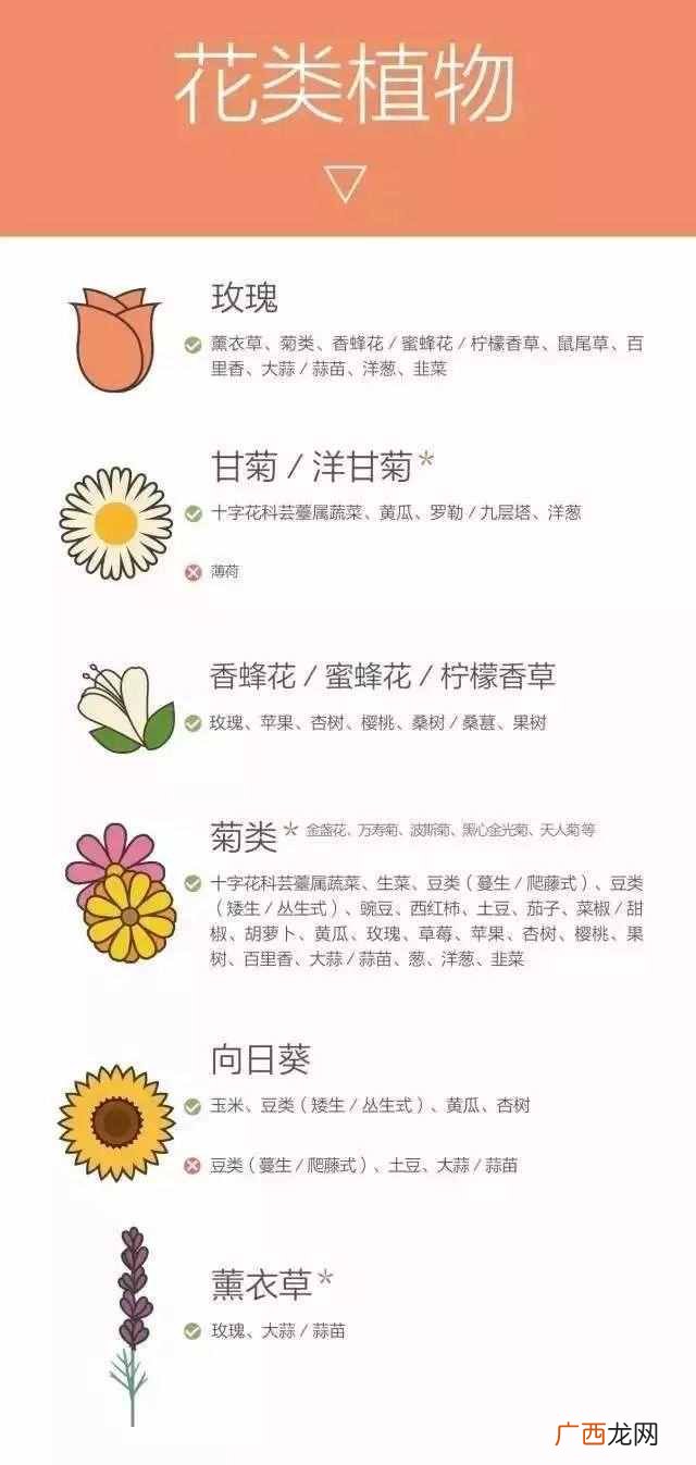 什么样的农作物种在一起比较好（哪些农作物种