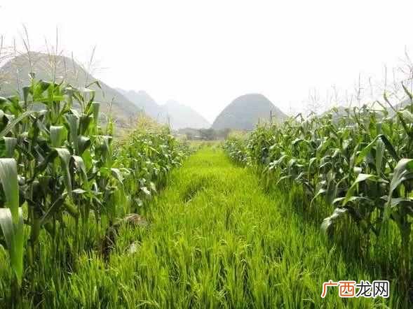 什么样的农作物种在一起比较好（哪些农作物种