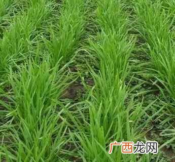 什么样的农作物种在一起比较好（哪些农作物种