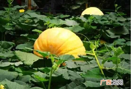 什么样的农作物种在一起比较好（哪些农作物种