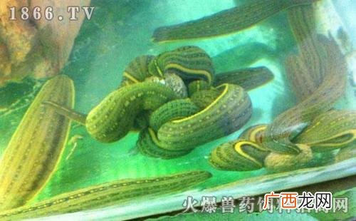 中国水产养殖网 监利县水产养殖水蛭