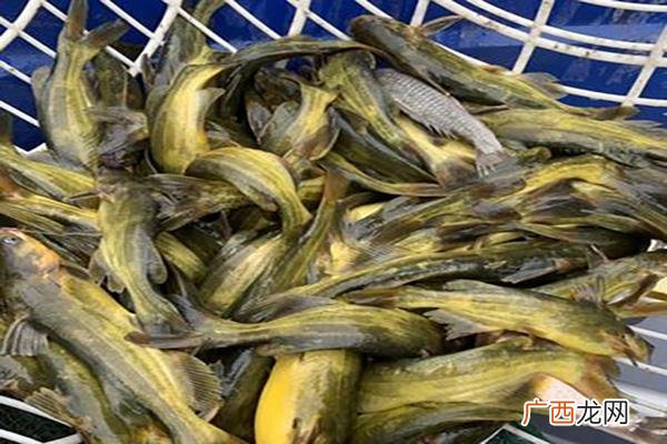 黄颡鱼自行繁殖吗 黄颡鱼工厂化养殖技术