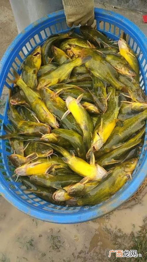 黄颡鱼自行繁殖吗 黄颡鱼工厂化养殖技术
