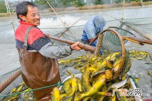 黄颡鱼自行繁殖吗 黄颡鱼工厂化养殖技术