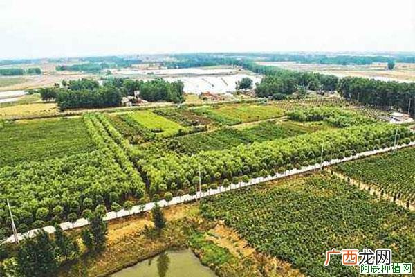 苏铁怎么施肥,施什么肥?