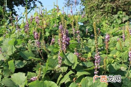 水产药品 保健液在水产