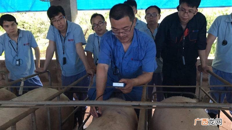 科学养猪新技术 养猪技术咨询