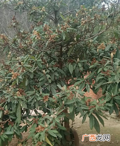 枇杷苗种植技术 枇杷育苗技术